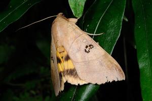 <a href="https://taieol.tw/muse/digi_object/50d05d4b737abbb34e3301fefffd559f" target="_blank">Thyas coronata／By：吳士緯／臺灣物種名錄(TaiCOL)</a>
