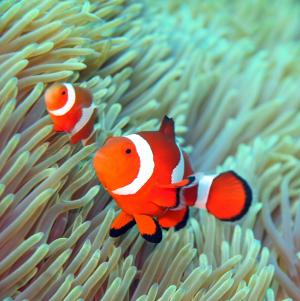 Amphiprion ocellaris 眼斑雙鋸魚