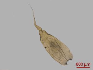 <a href="https://taieol.tw/muse/digi_object/e9bec94ff5efba9bf81c395387acdbfa" target="_blank">毛扭粗苔／By：姚奎宇／太魯閣國家公園管理處</a>