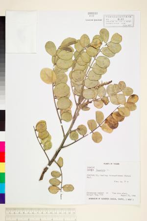 <a href="https://brmas.openmuseum.tw/muse/digi_object/c741b33c84bf9d256b9cbd3ddb8a590b" target="_blank">毛苦參／中央研究院生物多樣性研究博物館植物標本館 (HAST)</a>