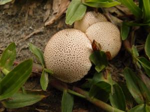 Lycoperdon hiemale(冬季馬勃)