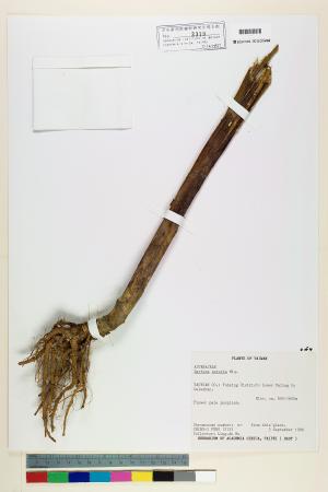<a href="https://brmas.openmuseum.tw/muse/digi_object/c7aaae6a49a4bcbd4dfab99defc405a6" target="_blank">山苦蕒／中央研究院生物多樣性研究博物館植物標本館 (HAST)</a>