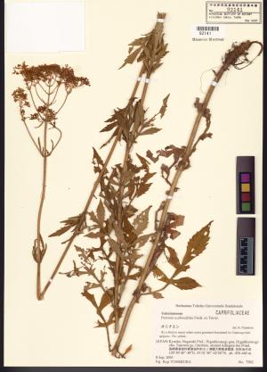 <a href="https://brmas.openmuseum.tw/muse/digi_object/c7c2e173fb8759401dcdb9a5dba82ba5" target="_blank">黃花龍芽草／中央研究院生物多樣性研究博物館植物標本館 (HAST)</a>
