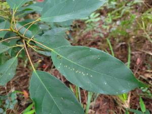 <a href="https://taieol.tw/muse/digi_object/3cd41d2a0a604d741d1cec835b94af16" target="_blank">薯豆／By：borchuan／iNaturalist</a>