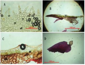 Marchantia formosana Horik. 臺灣地錢顯微照