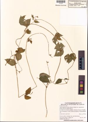 <a href="https://brmas.openmuseum.tw/muse/digi_object/c7f2e759d23032d78d0abfaf3dbe6d77" target="_blank">野紅豆／中央研究院生物多樣性研究博物館植物標本館 (HAST)</a>
