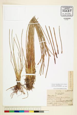 <a href="https://brmas.openmuseum.tw/muse/digi_object/c7fe592b566a017d15a86b3ccd4d89ac" target="_blank">荸薺(水燈心草)／中央研究院生物多樣性研究博物館植物標本館 (HAST)</a>