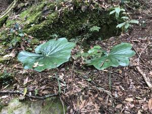 <a href="https://taieol.tw/muse/digi_object/0fadfb33f1fc2cf41e6f3c44b40d79a8" target="_blank">八角蓮／By：jodyhsieh／iNaturalist</a>
