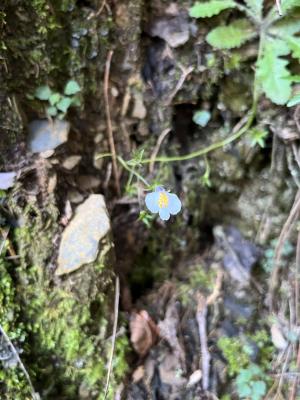 <a href="https://taieol.tw/muse/digi_object/7df3791a64b64bad6a050ae66459d805" target="_blank">高山通泉草／By：irelhua／iNaturalist</a>