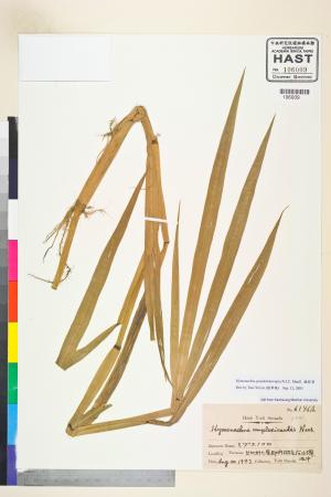 <a href="https://brmas.openmuseum.tw/muse/digi_object/c8463155a3e5b0d44a0406614bd35d7d" target="_blank">膜稃草／中央研究院生物多樣性研究博物館植物標本館 (HAST)</a>