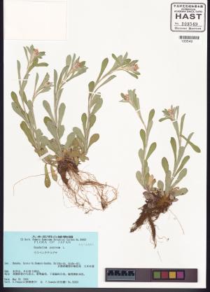 <a href="https://brmas.openmuseum.tw/muse/digi_object/c84e121c25a2e93bede19e13537a3978" target="_blank">鼠麴舅／中央研究院生物多樣性研究博物館植物標本館 (HAST)</a>