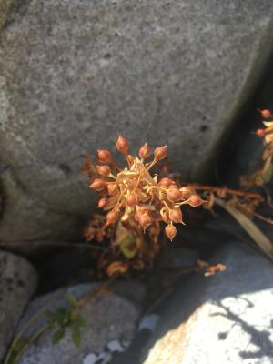 <a href="https://taieol.tw/muse/digi_object/70cd3d5b909337a92964f5c975b3aeda" target="_blank">茅毛珍珠菜／By：maoneow／iNaturalist</a>
