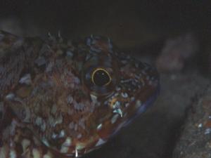 <a href="https://fishdb.sinica.edu.tw/muse/digi_object/530f0c0399c4eb925b345951a98bbf24" target="_blank">Sebastiscus marmoratus@fishdb-media-8807／何素琴</a>