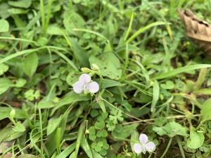 <a href="https://taieol.tw/muse/digi_object/1f428fc7ba6a4ab34d76c64fd52dc024" target="_blank">牛軛草／By：chinaberryhuang／iNaturalist</a>