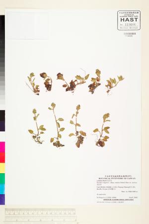 <a href="https://brmas.openmuseum.tw/muse/digi_object/c89347af12905356df311d5471987698" target="_blank">夏枯草／中央研究院生物多樣性研究博物館植物標本館 (HAST)</a>