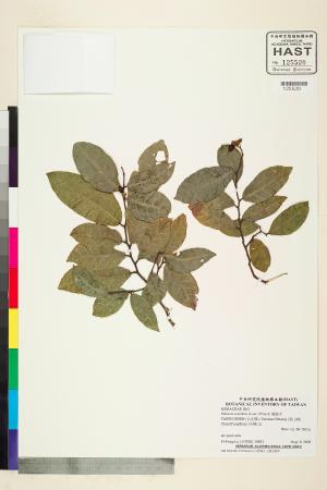 <a href="https://brmas.openmuseum.tw/muse/digi_object/c895efc1b95c098d220a62f09d06af68" target="_blank">盤龍木／中央研究院生物多樣性研究博物館植物標本館 (HAST)</a>