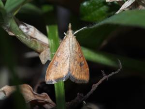 <a href="https://taieol.tw/muse/digi_object/8d4080669bfb83c46da99381f2f08825" target="_blank">Udea testacea／By：max822／iNaturalist</a>