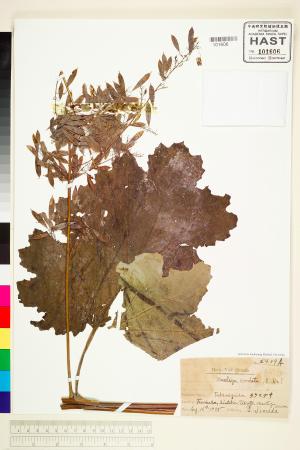 <a href="https://brmas.openmuseum.tw/muse/digi_object/c89be12d80755d29d98554e69b82ea1e" target="_blank">博落迴／中央研究院生物多樣性研究博物館植物標本館 (HAST)</a>