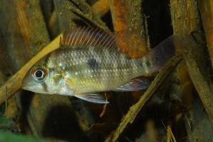 Geophagus brasiliensis Quoy & Gaimard 1824