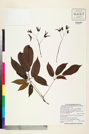 <a href="https://brmas.openmuseum.tw/muse/digi_object/c8dd7bf1a5a1cd3126bf97d4e3052b82" target="_blank">紫花野木瓜／中央研究院生物多樣性研究博物館植物標本館 (HAST)</a>