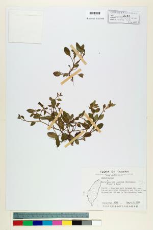 <a href="https://brmas.openmuseum.tw/muse/digi_object/c8e213521e97a2c76c5e5a665601e0e6" target="_blank">細纍子草／中央研究院生物多樣性研究博物館植物標本館 (HAST)</a>