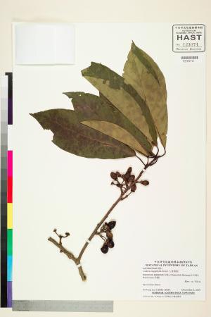 <a href="https://brmas.openmuseum.tw/muse/digi_object/c8f4c0119dd420107d40bc14dbc4bbc7" target="_blank">大香葉樹／中央研究院生物多樣性研究博物館植物標本館 (HAST)</a>