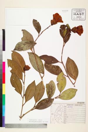 <a href="https://brmas.openmuseum.tw/muse/digi_object/c9002ac6179795b46e79fc7b5f880367" target="_blank">日本山茶／中央研究院生物多樣性研究博物館植物標本館 (HAST)</a>