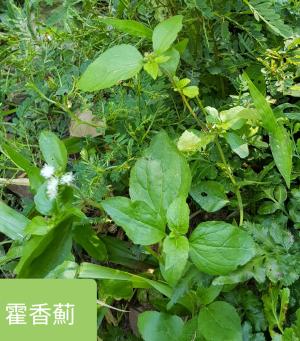 <a href="https://taieol.tw/muse/digi_object/bcbcb74dec770728c398b7c28cd7edc3" target="_blank">藿香薊／By：dayacat／iNaturalist</a>