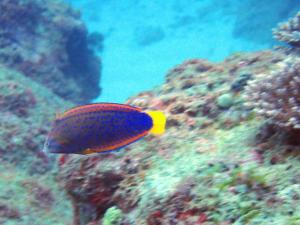 <a href="https://taieol.tw/muse/digi_object/f2ed0d501c07c3de1b57f2f3c49c369e" target="_blank">蓋馬氏盔魚／By：neoswayne／iNaturalist</a>