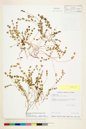 <a href="https://brmas.openmuseum.tw/muse/digi_object/c91489f1f0cc1a27e4fbddd44431b914" target="_blank">鵝鑾鼻大戟／中央研究院生物多樣性研究博物館植物標本館 (HAST)</a>