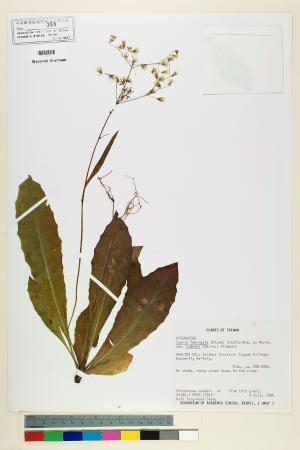 <a href="https://brmas.openmuseum.tw/muse/digi_object/c92271e2189529bd6d4971773537cf2a" target="_blank">刀傷草／中央研究院生物多樣性研究博物館植物標本館 (HAST)</a>