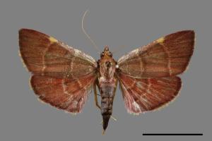 <a href="https://fact.tfri.gov.tw/muse/digi_object/223efd81cd4771636cf08d330c6f2b47" target="_blank">Herculia pelasgalis／林業試驗所昆蟲標本館</a>