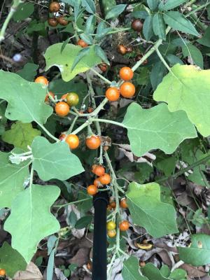 <a href="https://taieol.tw/muse/digi_object/b7a0da8bd93e097e8b849335ffef0ca2" target="_blank">印度茄／By：davidchiu7／iNaturalist</a>