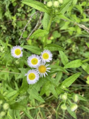 <a href="https://taieol.tw/muse/digi_object/d490ee302001f1cd2de9eaaec8cda647" target="_blank">白頂飛蓬／By：streamyu／iNaturalist</a>