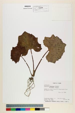 <a href="https://brmas.openmuseum.tw/muse/digi_object/c96b892040cce6e466361cc08b88a06b" target="_blank">款冬屬／中央研究院生物多樣性研究博物館植物標本館 (HAST)</a>