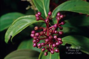 <a href="https://taieol.tw/muse/digi_object/dcaf71a8e2839fcc137db61f0a574e3e" target="_blank">臺灣野牡丹藤／By：陳育賢／臺灣物種名錄(TaiCOL)</a>