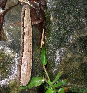 <a href="https://taieol.tw/muse/digi_object/dad8a8083265cfaf534a38a7c131f491" target="_blank">山蛞蝓／By：agujaceratops／iNaturalist</a>