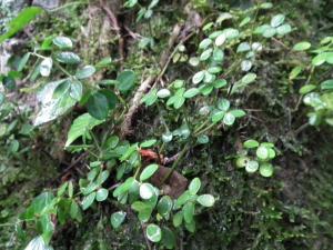 Peperomia reflexa 小椒草