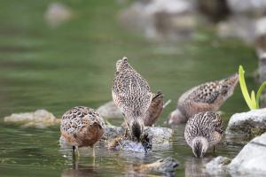 <a href="https://taieol.tw/muse/digi_object/9c8c7b4aa151e1d1ad7d62739dcbcb6d" target="_blank">長嘴半蹼鷸／By：李豐曉／臺灣物種名錄(TaiCOL)</a>