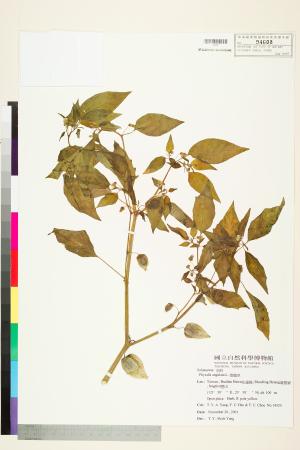 <a href="https://brmas.openmuseum.tw/muse/digi_object/c9c9020dd01e307e91d7b541a6073c48" target="_blank">燈籠草(苦蘵)／中央研究院生物多樣性研究博物館植物標本館 (HAST)</a>
