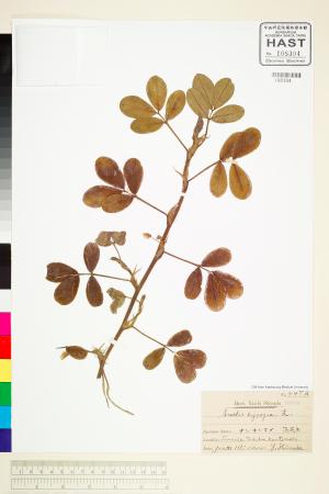 <a href="https://brmas.openmuseum.tw/muse/digi_object/c9da6a7f8f742f561023061da87256e9" target="_blank">落花生(土豆、長生果)／中央研究院生物多樣性研究博物館植物標本館 (HAST)</a>