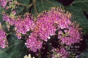 <a href="https://taieol.tw/muse/digi_object/b3156042bd0f923c7c97c5c1a1a53044" target="_blank">杜虹花／By：陳育賢／臺灣物種名錄(TaiCOL)</a>