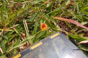 <a href="https://taieol.tw/muse/digi_object/3358bf6de750e3e7f7d7b2eec6fe1f9d" target="_blank">Zornia gibbosa／By：wanhsuan／iNaturalist</a>