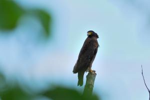 <a href="https://taieol.tw/muse/digi_object/b5e0bb4823230f82cb3f06ca95b75fa9" target="_blank">大冠鷲／By：白欽源／漫步在森林的氣味裡</a>