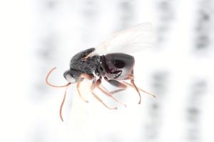 <a href="https://taieol.tw/muse/digi_object/21c1ed7f9cc05ca633cdde30b4efae05" target="_blank">Synergus changtitangi／By：唐昌廸／唐昌廸</a>