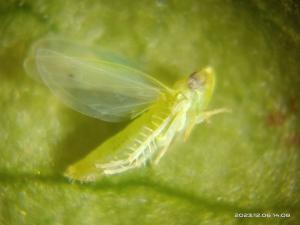 <a href="https://taieol.tw/muse/digi_object/53963aa7855dd55f49c3cac918619569" target="_blank">小綠葉蟬／By：naturalist8102／iNaturalist</a>