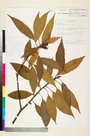 <a href="https://brmas.openmuseum.tw/muse/digi_object/ca16b7718d28257d69b36e9eee3e195f" target="_blank">木荷／中央研究院生物多樣性研究博物館植物標本館 (HAST)</a>