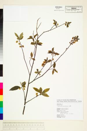 <a href="https://brmas.openmuseum.tw/muse/digi_object/ca1f4ff8669894fff210d227d89d37e9" target="_blank">山胡椒／中央研究院生物多樣性研究博物館植物標本館 (HAST)</a>