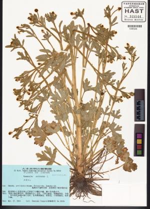 <a href="https://brmas.openmuseum.tw/muse/digi_object/ca2dc703f90e935ef12a3823d70a443b" target="_blank">石龍芮／中央研究院生物多樣性研究博物館植物標本館 (HAST)</a>
