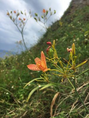 <a href="https://taieol.tw/muse/digi_object/04535a691bdd3980ac6c2b310dccfa14" target="_blank">射干／By：anniewang303／iNaturalist</a>